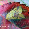 pink-barred sallow (Xanthia togata) Kenneth Noble
